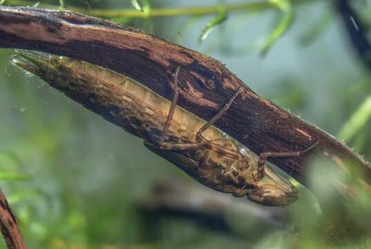 Aeshna cyanea, blue-green mosaic maiden, southern hawker, anisoptera, dragonflies, insects, larva, larva, dragonflies, odonata