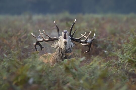 Red deer (Cervus elaphus) adult male stag animal roaring during the annual rut season in bracken in autumn, England, United Kingdom