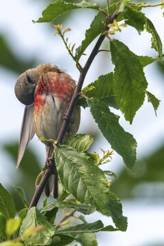 Acanthis cannabina, bloodtail, linaria cannabina, linnet, birds, plumage care, high size, portrait, hanfling, male, passeri, songbirds, birds