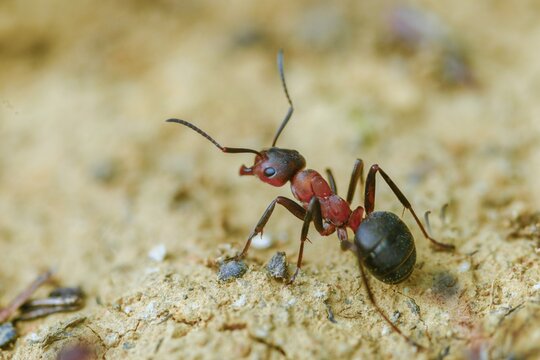Ants, ant, blood-red ant, blood-red predatory ant, Formica sanguinea, formicidae, hymenoptera, predatory ant, insects, insects