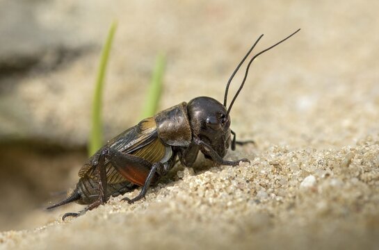 Field cricket, Gryllus campestris, ensifera, field cricket, crickets, insects, insects, long-feeler scare