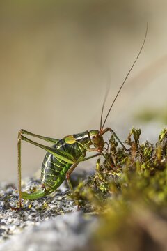 Barbitistes constrictus, eastern saw-tailed bush cricket, softwood sabre, grasshopper, grasshopper, grasshopper, high size, portrait format