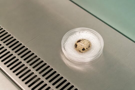 Quail Egg in Petri Dish for Laboratory Research Concept