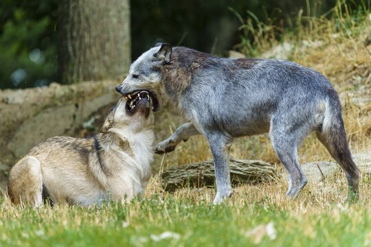 Timberwolf, wolf, American wolf (Canis lupus lycaon), Germany, a wolf engaged in an aggressive confrontation with another wolf in the forest