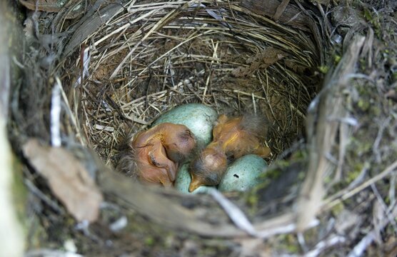 Blackbird, Turdus Merula, birds, clutch, hatching, young bird, juvenile, nest, passeri, hatching, songbirds, birds