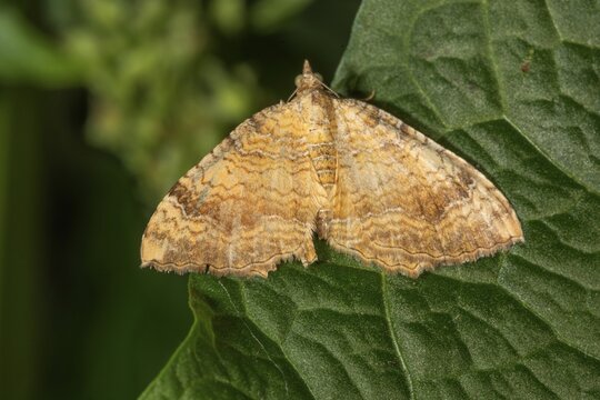 Yellow Shell (Camptogramma bilineata) with a detailed pattern rests on a green leaf, Baden-W&uuml;rttemberg, Germany