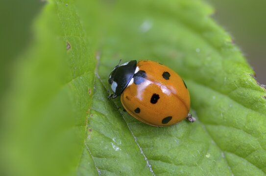 Coccinella septempunctata, seven-spotted ladybird, beetle, coleoptera, insects, beetles, seven-spot ladybird, seven-spotted ladybug
