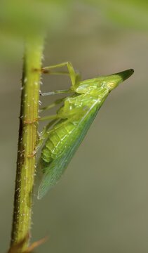 Dictyophara europaea, European lantern fly, European lantern carrier, lantern carrier, high size, portrait format, insects, cicada