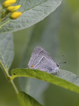 Blue oaktip, oak-pointed wit, Favonius quercus, neozephyrus quercus, quercusia quercus, butterfly, high size, portrait format, insects, purple hairstreak, butterflies, butterflies, butterflies