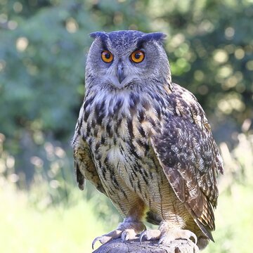 European eagle owl (Bubo bubo), perched on a post, in captivity, Rhineland-Palatinate, Germany