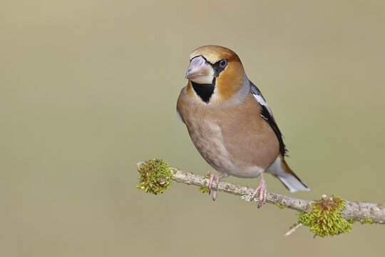 Hawfinch (Coccothraustes coccothraustes), male, perched on a moss-covered branch, North Rhine-Westphalia, Germany