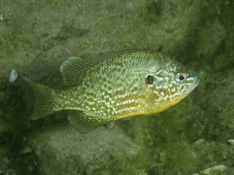 A cichlid with a colourful pattern, the pumpkinseed sunfish (Lepomis gibbosus), swimming in the water at the Baumg&auml;rtli dive site, Lake Zug, Lake Immen, Canton of Schwyz, Switzerland