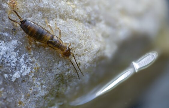 Dermaptera, earwigs, European earwig, forficula auricularia, common earwig, earworm, insects, larva, larva