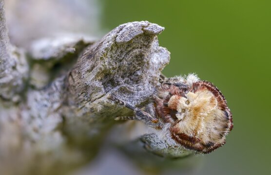 Buff tip, moonspot, moonbird, phalera bucephala, insects, moths, moths, butterflies