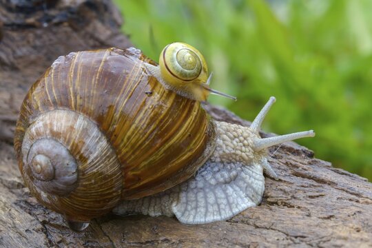 Banded snails, cepaea, cepaea nemoralis, grove snail, hornworm snail, helicidae, helix pomatia, snails, black-mouthed banded snail, gastropod, mollusca, snails, snails, snails, molluscs