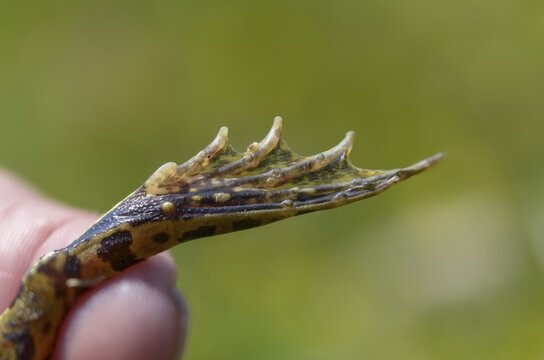 Callus internus, common water frog, edible frog, metatarsal tubercle, pelophylax esculentus, pelophylax kl. esculentus, prehallux, rana kl. esculenta, pond frog, amphibians, heel hump, frog, frog, amphibians, frogs, amphibians, metatarsal tubercle