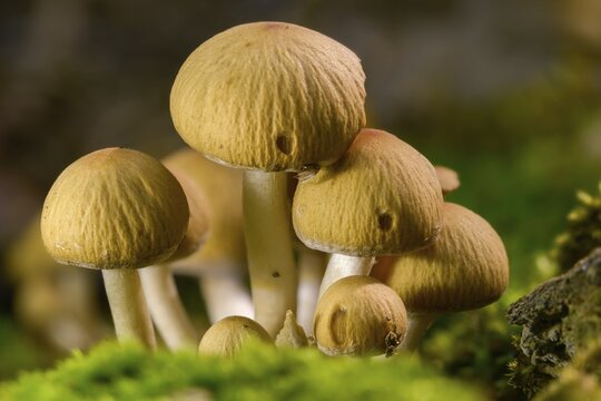 Cluster crumblecap, Drosophila subpapillata, psathyrella hydrophiloides, psathyrella piluliformis, white-stemmed stick sponge, watery fiberling, watery grumbling, watery mumbling, fungi, fungi, mushrooms