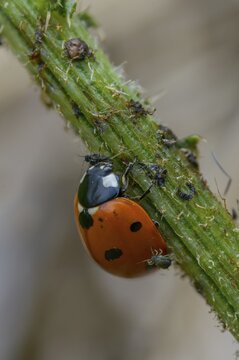 Coccinella septempunctata, seven-point, seven-spotted ladybird, beetle, aphid, coleoptera, high size, vertical format, insects, beetles, food, feeding, seven-spot ladybird, seven-spotted ladybug