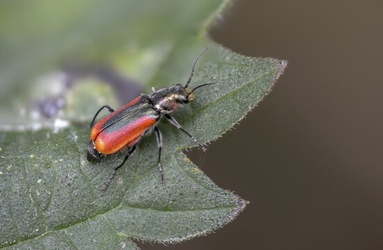 Malachius rubidus, black-red pointed beetle, beetle, coleoptera, insects, beetles