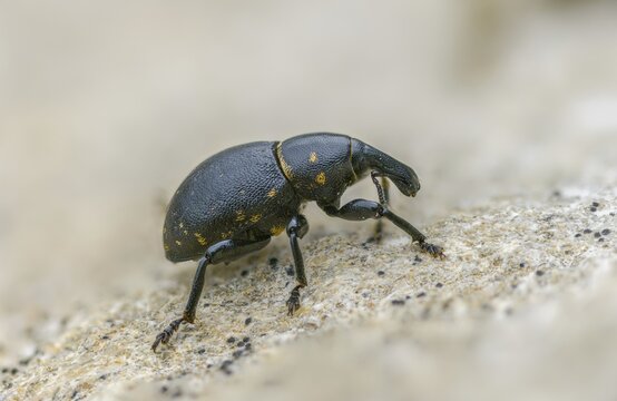 Curculionidae, German weevil, small butterbur weevil, Liparus germanus, molytinae, butterbur weevil, beetle, coleoptera, insects, beetles
