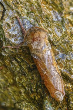 Ampfer root drill, hepialus sylvina, mallow root spinner, orange swift, triodia sylvina, root drill, flew off, old, high size, portrait format, insects, moths, moths, butterflies, camouflage