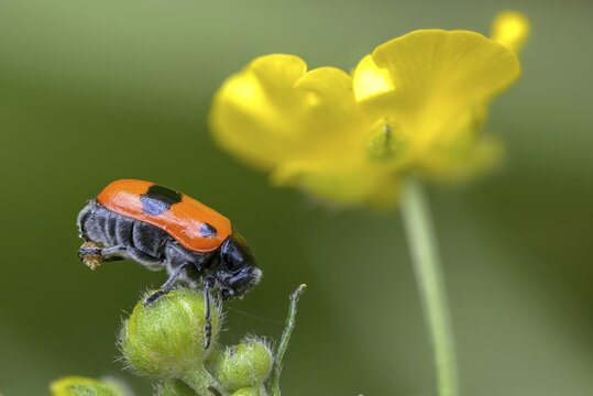 Ant sack beetle, ant bag beetle, Clytra laeviuscula, willow clytra, beetle, coleoptera, insects, beetles