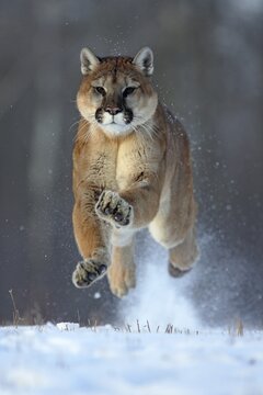 Cougar (Felis concolor), Minnesota, USA: A Cougar leaps energetically through the deep snow