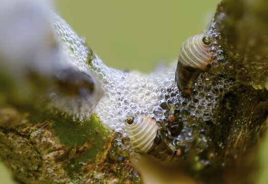 Aphrophora salicina, brown willow spittlebug, witch spit, cuckoo saliva, cuckoo spit, foam cicada, willow foaming cicada, insects, larva, larva, foam nest, cicadas
