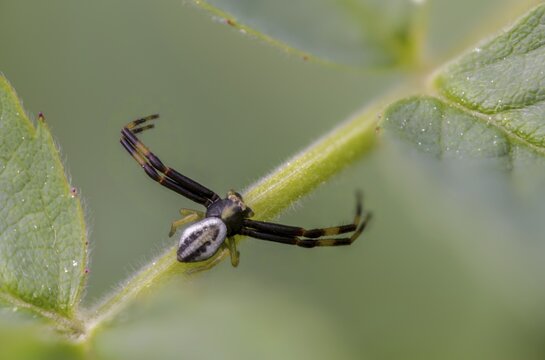 Arachnida, flower crab spider, misumena vatia, arachnids, variable crab spider, flower spider, goldenrod crab spider, spider, spiders
