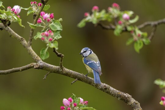 Blue tit, fruit tree blossoms, parus caeruleus, birds, spring, tits, passeri, songbirds, songbirds, jump, tits, birds