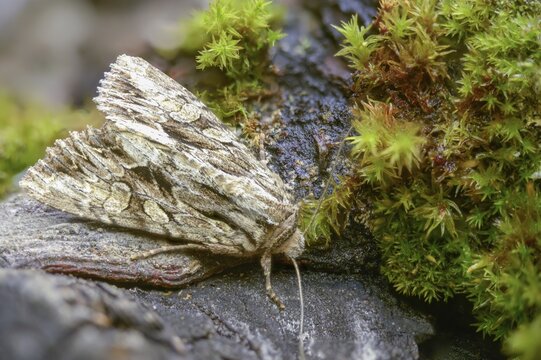 Apamea monoglypha, grass clump owl, root eater, dark arches, insects, moths, moths, butterflies