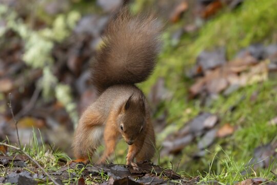 Red squirrel (Sciurus vulgaris) adult animal burying a nut in a woodland, England, United Kingdom