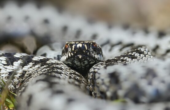 European adder, European viper, venomous snake, vipera berus, critters, poisonous reptiles, male, reptilia, reptiles, snakes, snakes, y12