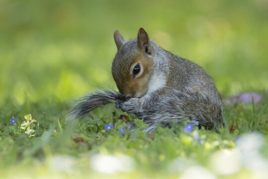 Grey squirrel (Sciurus carolinensis) adult animal washing its tail on a garden grass lawn, England, United Kingdom