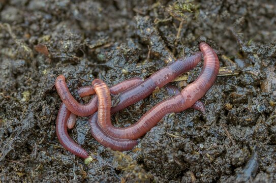 Annelida, clitellata, earthworm, shingles, lumbricidae, oligochaeta, annelids, few bristles, earthworm