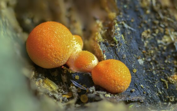 Blood milk fungus, galleperdon epidendron, gr&ouml;ning slime, lycogala epidendrum, lycogala miniatum, lycoperdone epidendrum, lycoperdon sphaericum, milkdust, reticularia miniata, fungi, fungus, Gr&ouml;ning's slime, mushrooms, wolf's milk, milkweed, y12