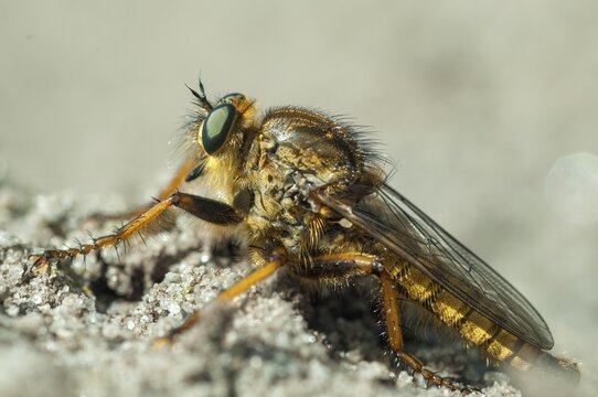 Brandenburg, Germany, golden predatory fly, Machimus chrysitis, national natural heritage, natural paradise Gr&uuml;nhaus, predatory fly, post-mining landscape, greenhouse, insects, insects