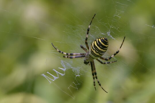 Argiope br&uuml;nnichi, silk ribbon spider, wasp spider, spider, spiders, wasp spider, zebra spider