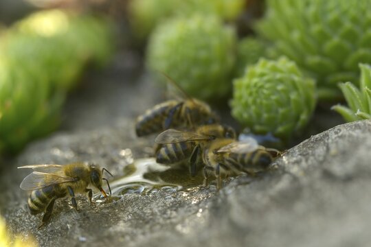 Apidae, apis mellifera, bees, European honey bee, European honeybee, hymenoptera, western honey bee, honey bee, honey bee, honey bee, insects, drink, water, watering place