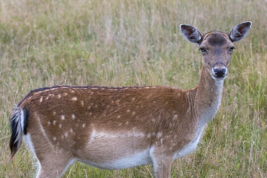 Dama dama, fallow deer, fallow deer, mammals, mammals
