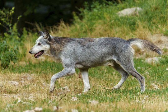 Timberwolf, wolf, American wolf (Canis lupus lycaon), Germany: A wolf with grey fur runs across a meadow in a wild, natural setting