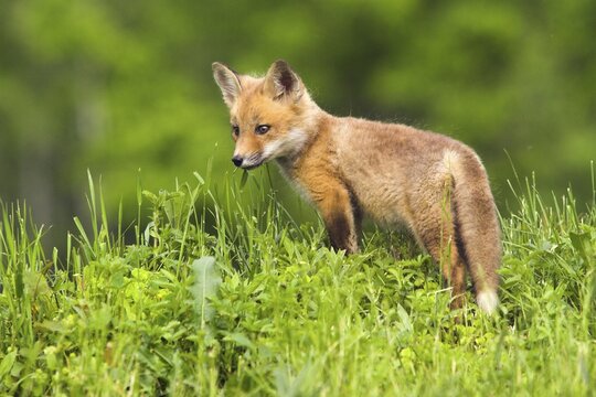 Red fox (Vulpes vulpes), Minnesota, USA, a young fox stands alertly in the green grass of the countryside