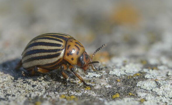 Leaf beetle, chrysomelidae, Colorado beetle, Colorado potato beetle, potato beetle, leptinotarsa decemlineata, beetle, coleoptera, insects, beetles, potato bug, ten-lined potato beetle, ten-striped spearman