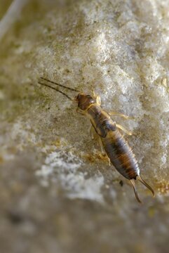 Dermaptera, earwigs, European earwig, forficula auricularia, common earwig, earwig, high size, portrait format, insects, larva, larva