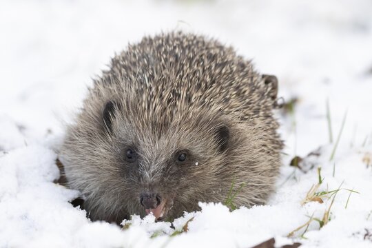 European hedgehog (Erinaceus europaeus) adult animal in snow of a garden in winter, England, United Kingdom