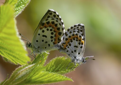 Chequered blue, moth blue, scolitantides orion, butterfly, insects, copula, mating, butterflies, butterflies