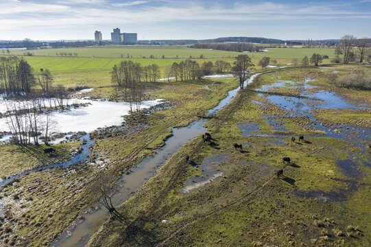 Bubalus Arnee, Frie&szlig;nitzer See-Struth, Germany, Greiz, Natura 2000, cloven-hoofed, Thuringia, water buffalo, water buffalo, aerial view, grazing, domesticated animals, extensive grazing, pet, landscape, aerial view, mammals, nature reserve, mammals, nature reserve, mammals