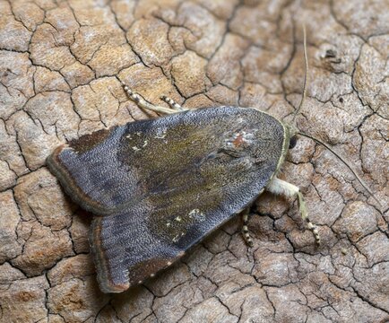 Species complex, ribbon owl, ribbon owl spec., Noctua Janthe/Janthina, insects, moths, moths, butterflies