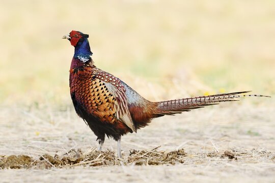 Pheasant or common pheasant (Phasianus colchicus), cock, North Rhine-Westphalia, Germany
