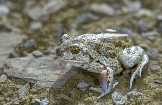 Common spadefoot, garlic toad, pelobates fuscus, amphibians, amphibians, amphibians, amphibians